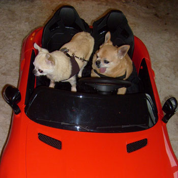 Dog driving in a red convertible